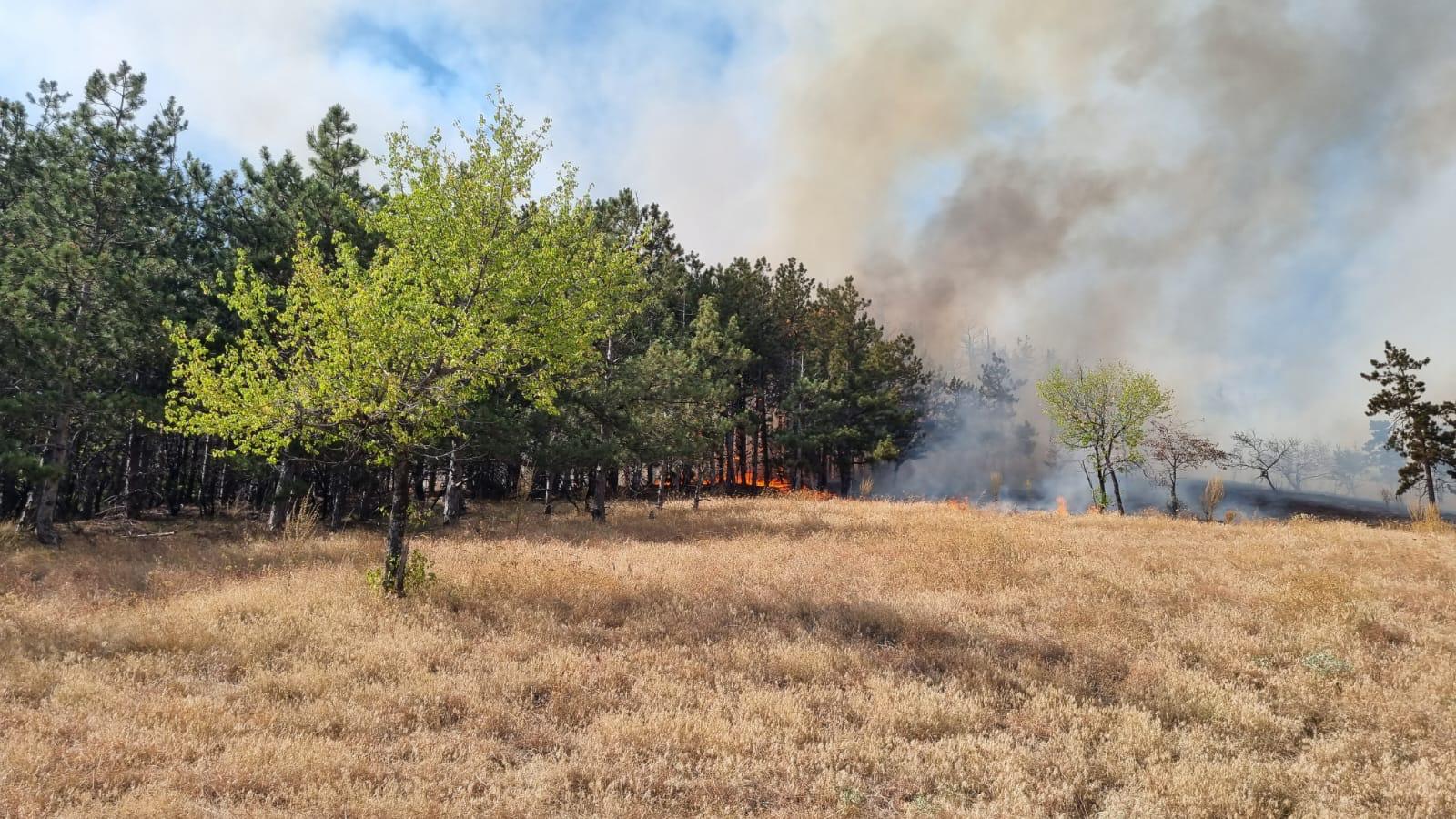 Pompierii continuă pentru a doua zi lupta cu incendiul din pădurea de la Greci Imagine WhatsApp 2025 07 14 la 18.59.23 19f33ba8