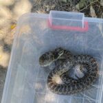 VIDEO Jandarmii constănțeni au capturat și eliberat un balaur dobrogean din gara Mangalia S2 e1751980500271