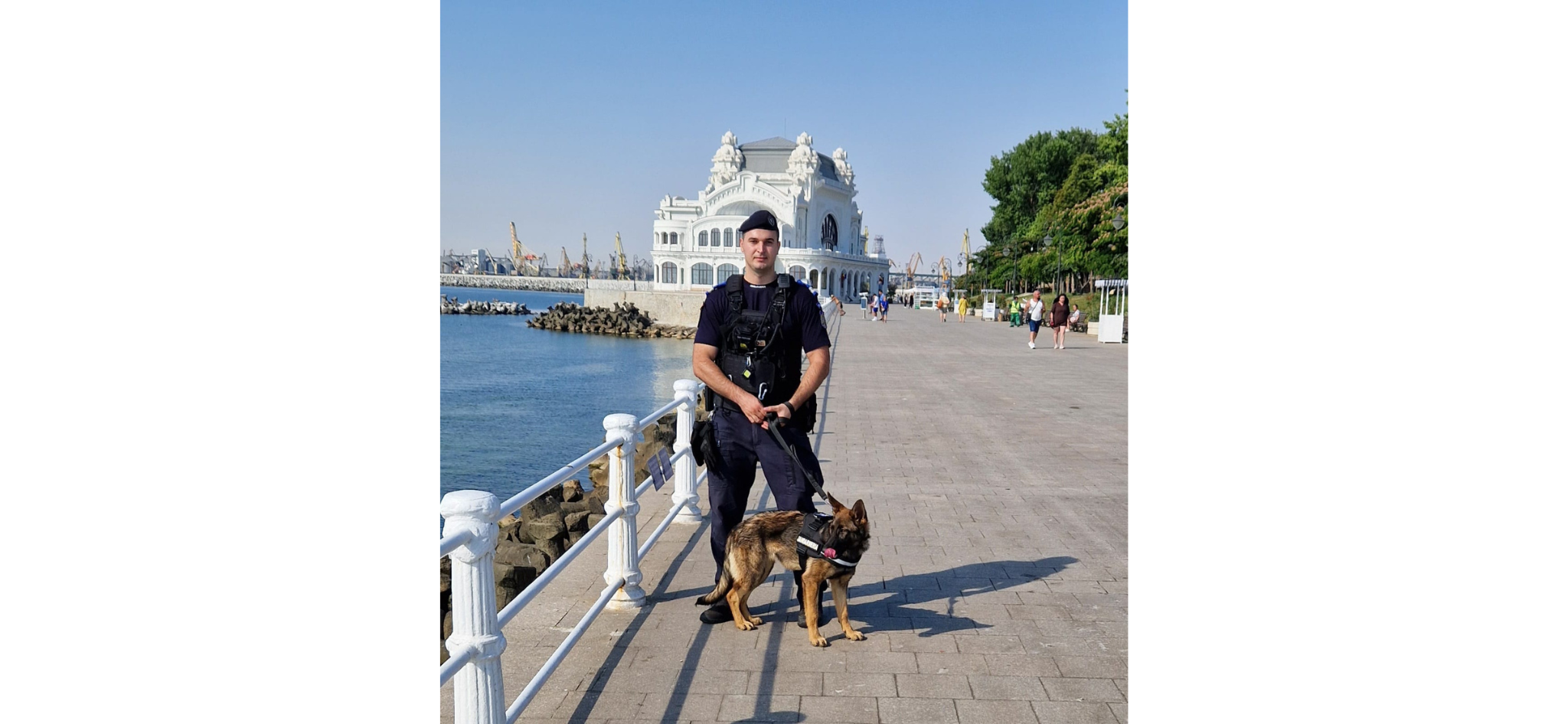 FOTO VIDEO Cel mai nou membru al jandarmilor constănțeni: Aria, cățelușă specializată pe detectarea drogurilor Untitled design2