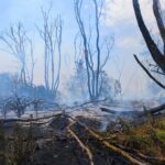 Pompierii intervin la Chilia pentru stingerea unui incendiu extins la vegetație și pădure WhatsApp Image 2025 07 05 at 19.05.33