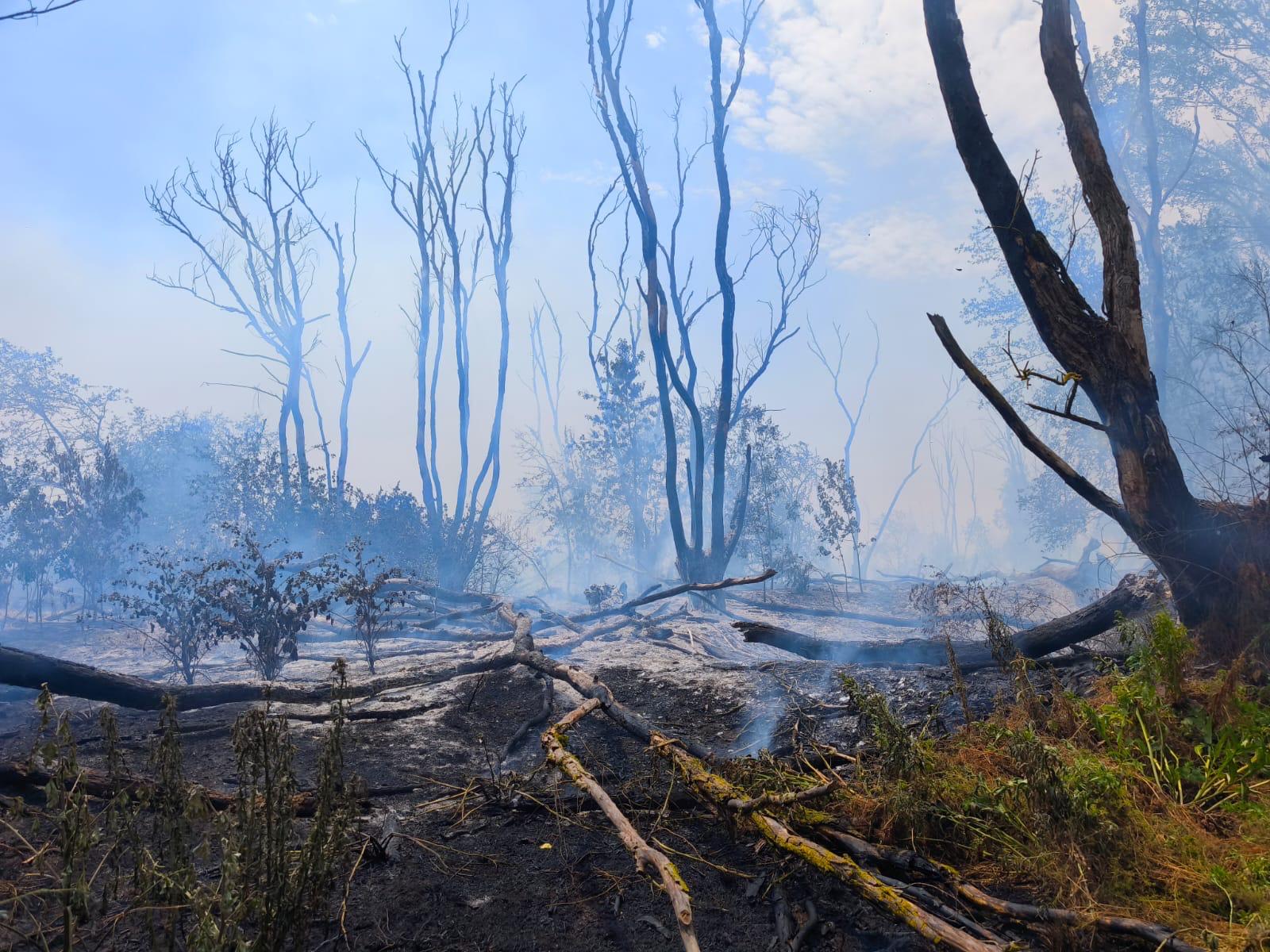FOTO VIDEO Pompierii intervin la Chilia pentru stingerea unui incendiu extins la vegetație și pădure/ Intervine elicopterul Black Hawk WhatsApp Image 2025 07 05 at 19.05.33