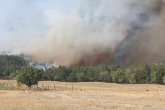 FOTO VIDEO Apel urgent: Se caută voluntari pentru stingerea incendiului de la pădurea Greci, Tulcea UPDATE WhatsApp Image 2025 07 14 at 18.42.06