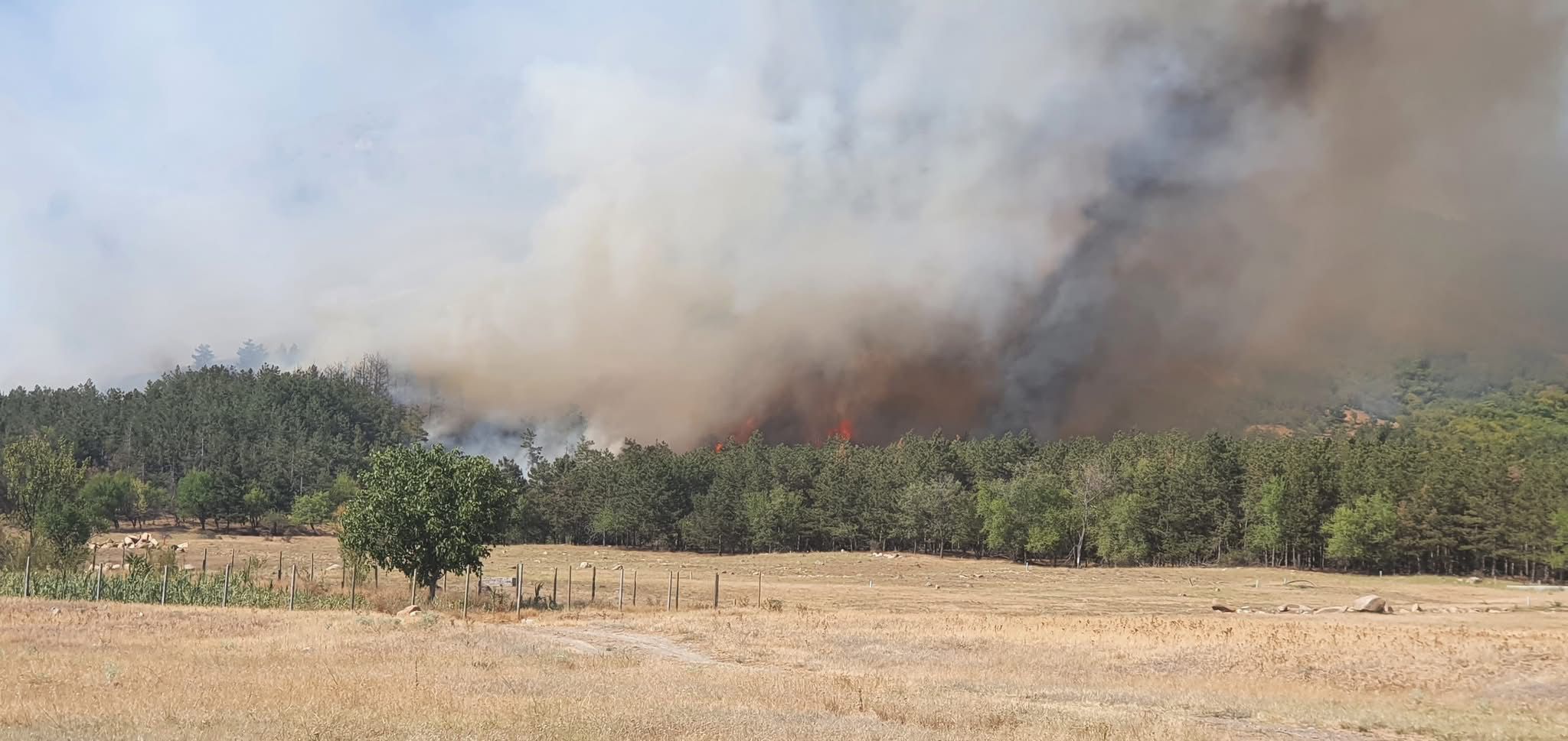 FOTO VIDEO Apel urgent: Se caută voluntari pentru stingerea incendiului de la pădurea Greci, Tulcea WhatsApp Image 2025 07 14 at 18.42.06