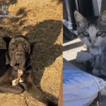 Două persoane au fost amendate de polițiștii constănțeni pentru nerespectarea legislației privind protecția animalelor colaj ipj constanta