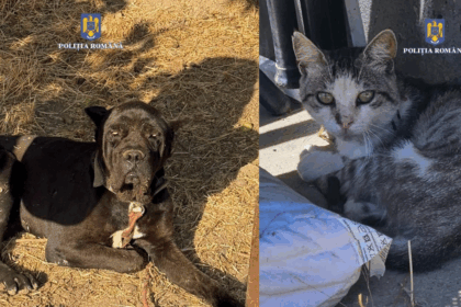 Două persoane au fost amendate de polițiștii constănțeni pentru nerespectarea legislației privind protecția animalelor colaj ipj constanta