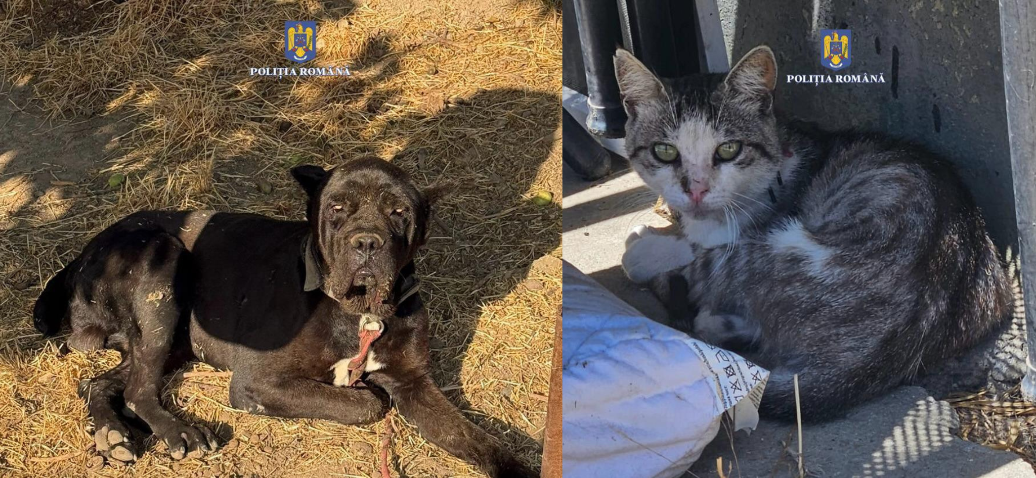 Două persoane au fost amendate de polițiștii constănțeni pentru nerespectarea legislației privind protecția animalelor colaj ipj constanta