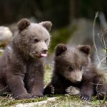 Un bărbat din Arad a capturat doi pui de urs și i-a dus acasă ca animale de companie doi pui de urs au murit de foame munte fantana lui ioan 709415