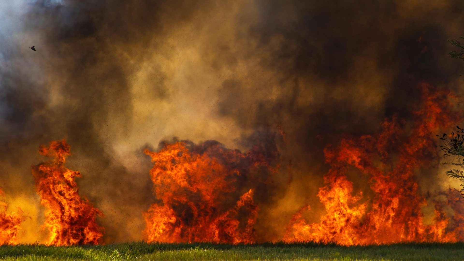 Incendiu la un saivan din Negrești, Constanța! Intervin mai multe echipaje de pompieri și SMURD incendiu orz