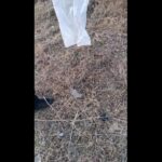 VIDEO Șarpe capturat de jandarmi pe terasa unei locuințe din Lumina sarpe