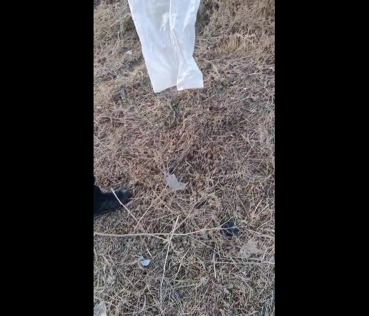 VIDEO Șarpe capturat de jandarmi pe terasa unei locuințe din Lumina sarpe