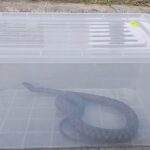 VIDEO Șarpe descoperit într-un parc din Mangalia: jandarmii au intervenit și l-au eliberat în natură sarpe23